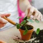 Tips for Maintaining Indoor Plants During Different Seasons