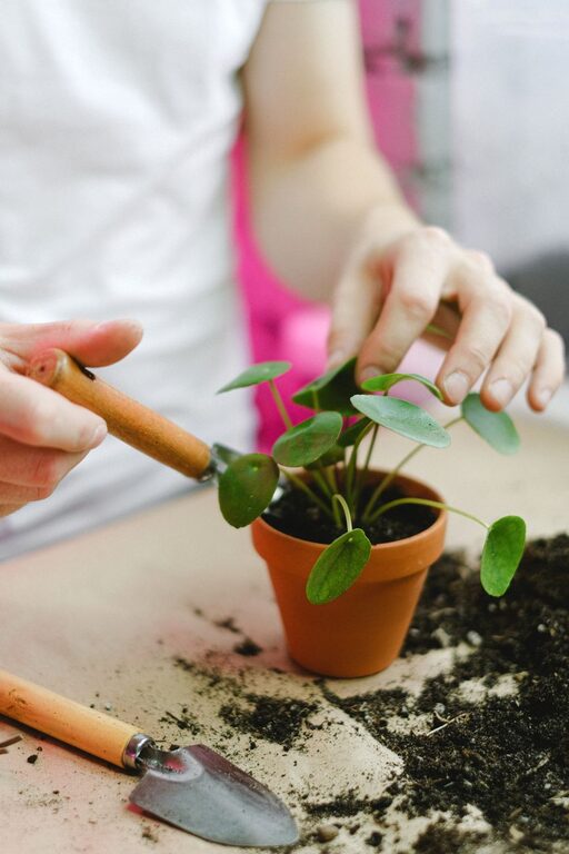 Tips for Maintaining Indoor Plants During Different Seasons